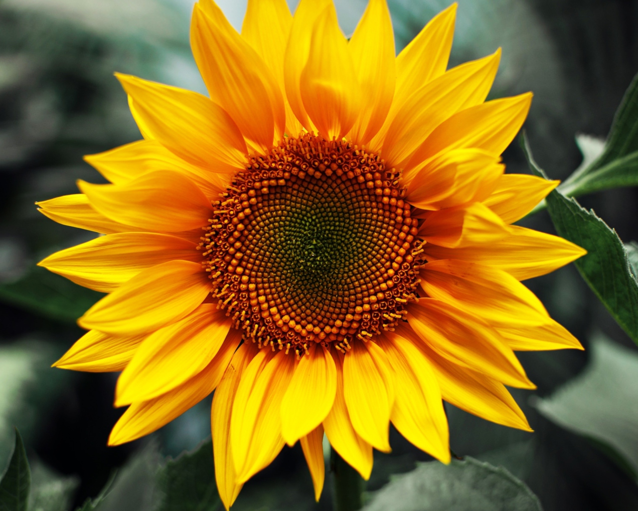 Sfondi Sunflower 1280x1024