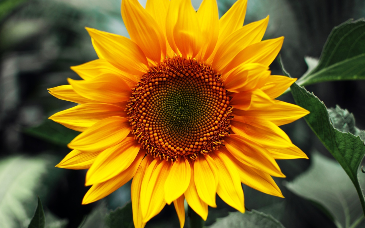 Обои Sunflower 1280x800