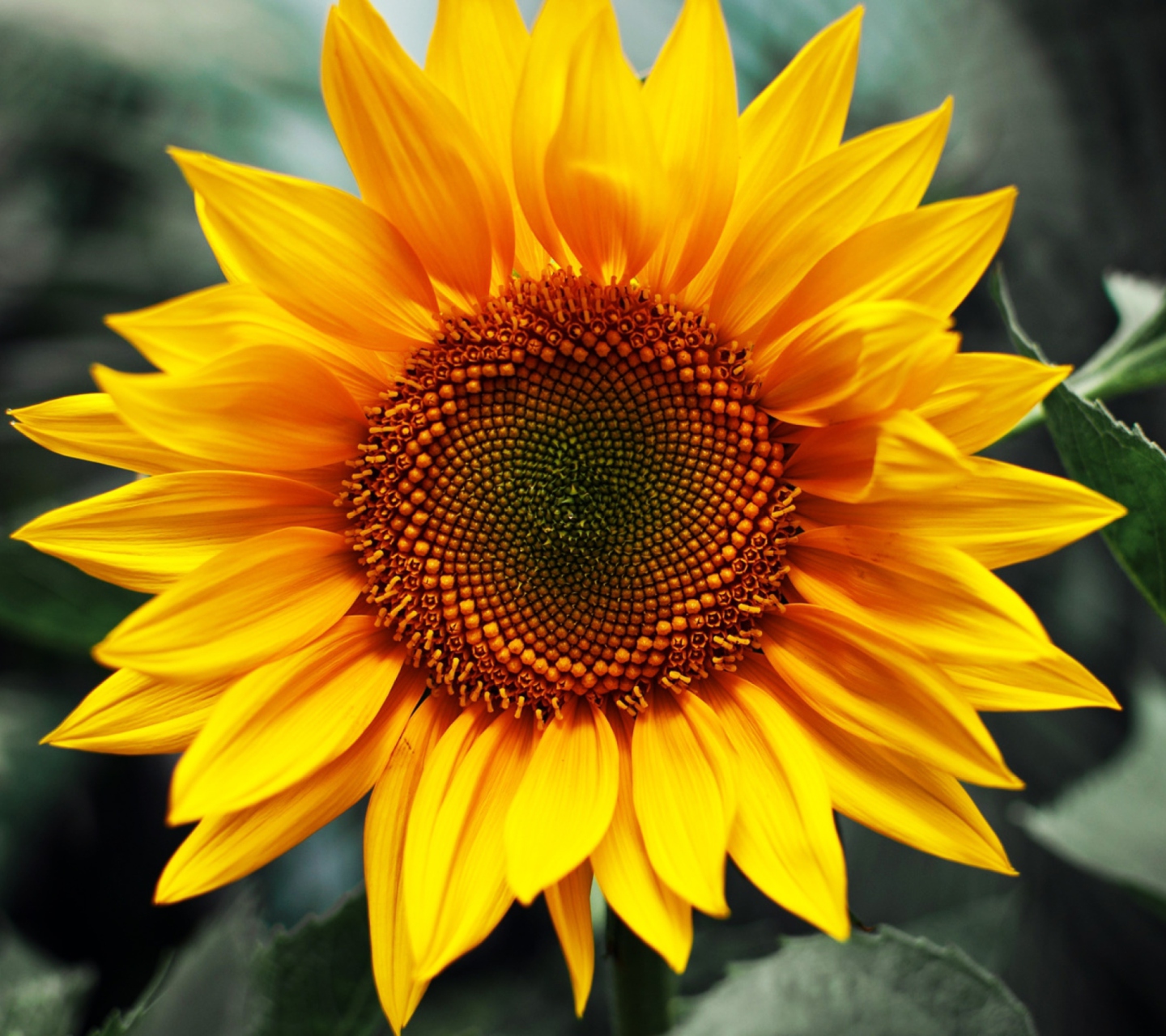 Sunflower wallpaper 1440x1280