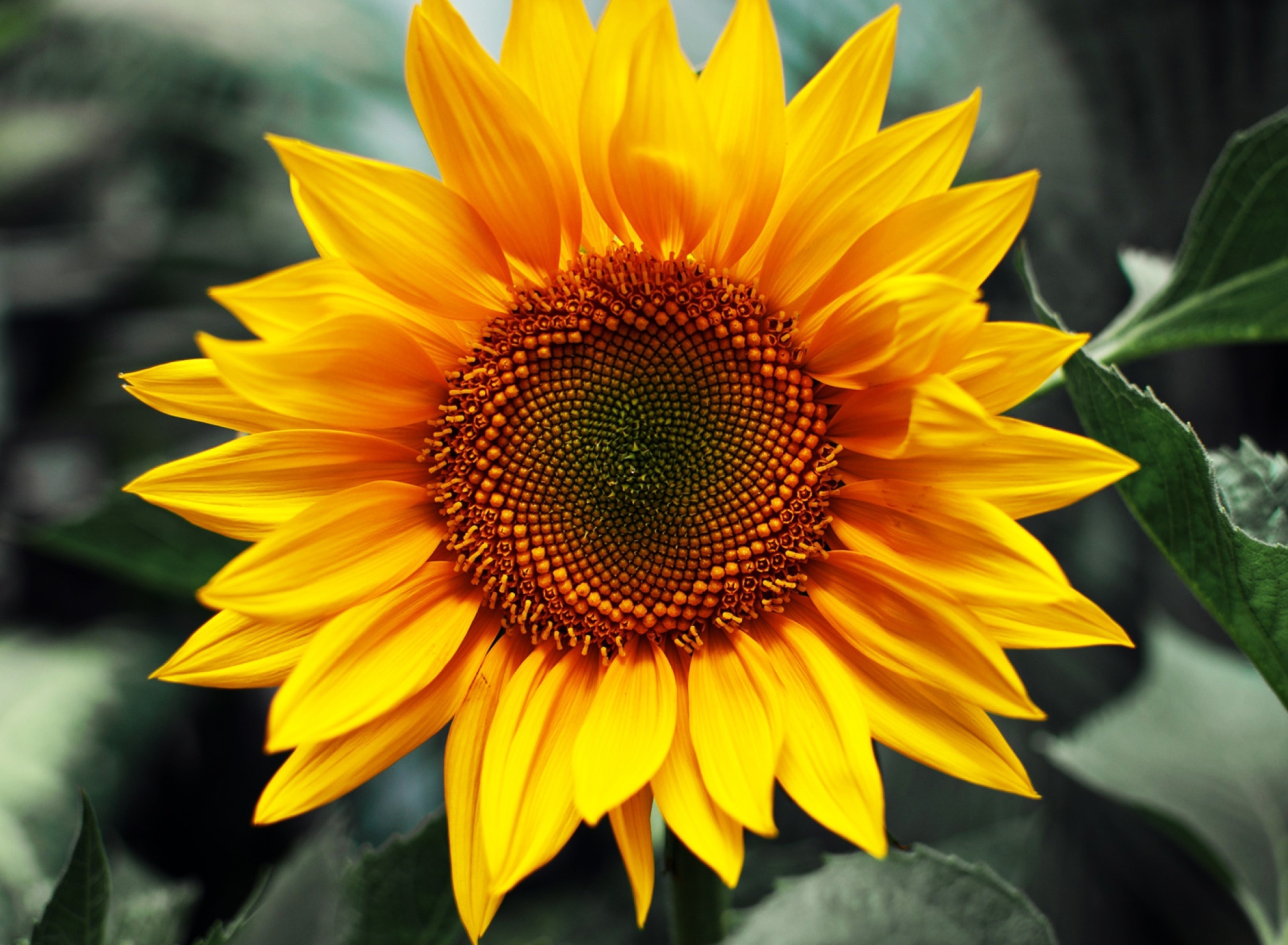Screenshot №1 pro téma Sunflower 1920x1408