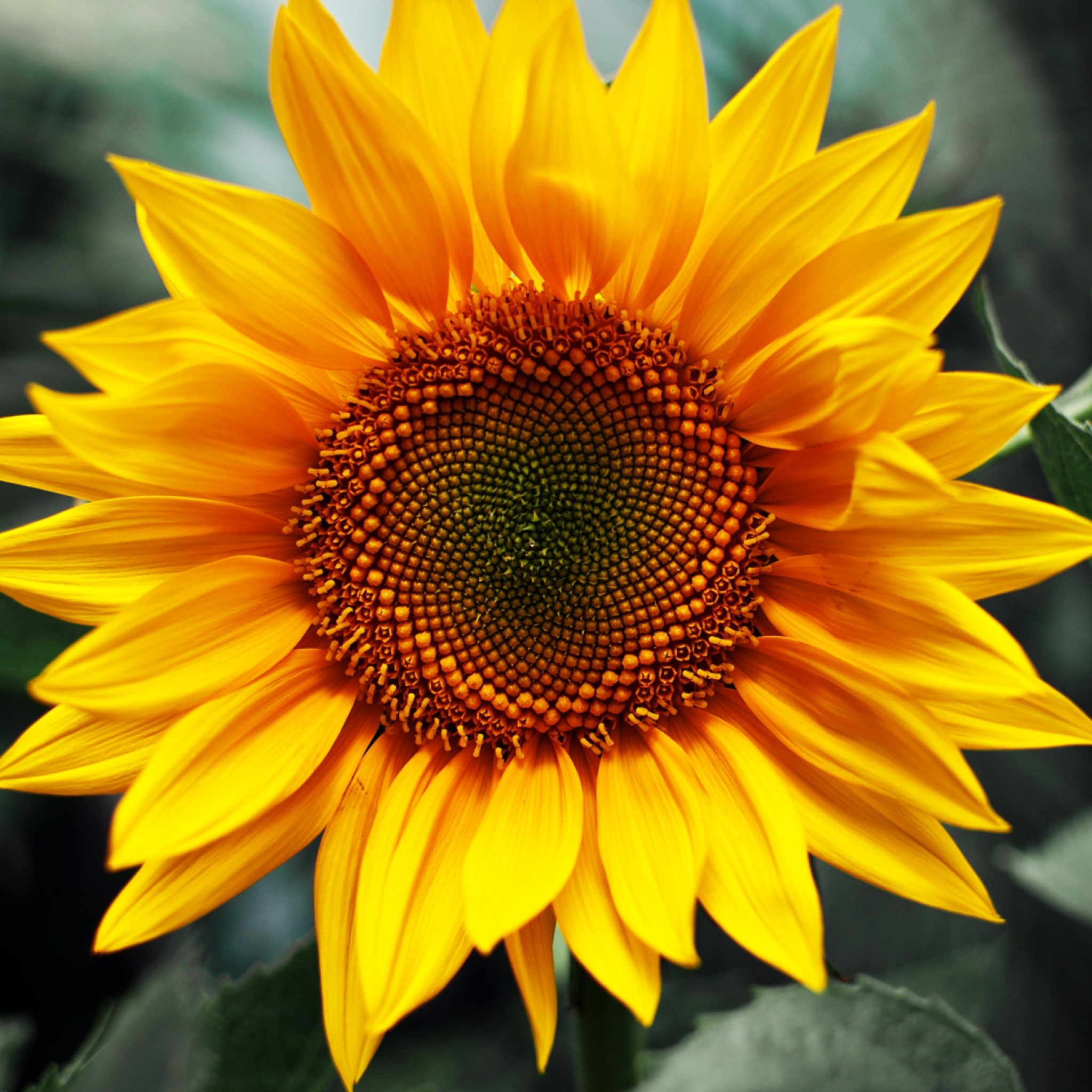 Обои Sunflower 2048x2048