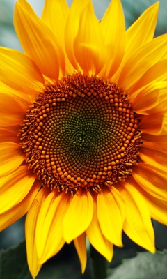 Fondo de pantalla Sunflower 240x400