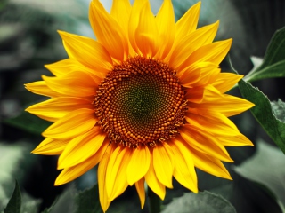 Das Sunflower Wallpaper 320x240