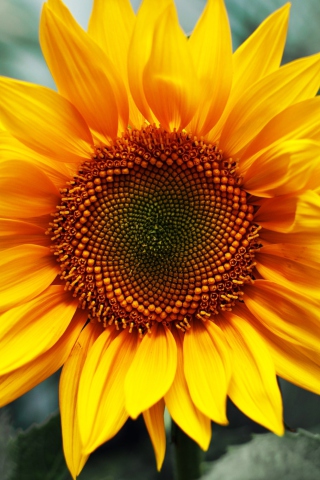 Обои Sunflower 320x480