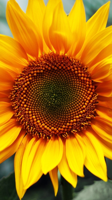Обои Sunflower 360x640