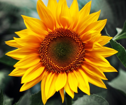 Обои Sunflower 480x400