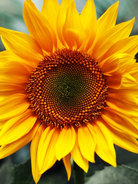 Fondo de pantalla Sunflower 480x640