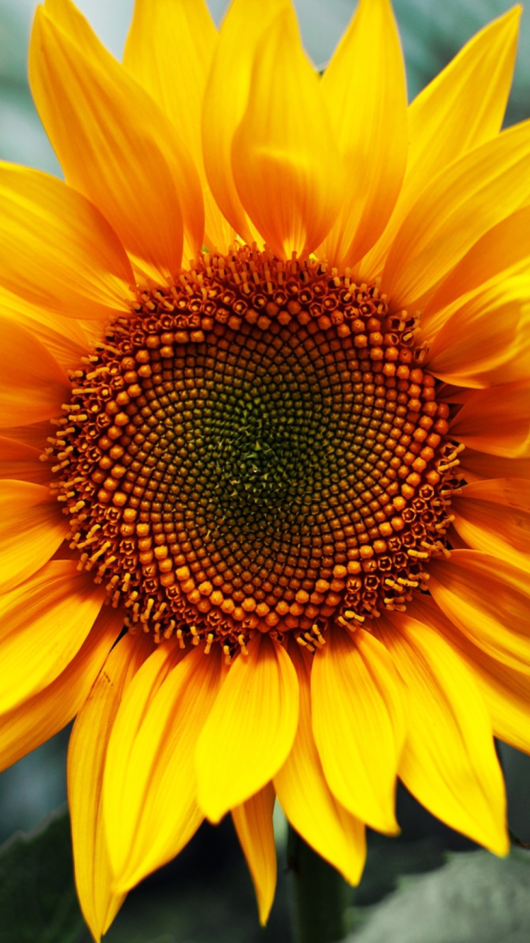 Fondo de pantalla Sunflower 750x1334