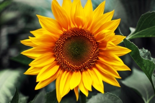 Sunflower - Obrázkek zdarma pro Android 960x800