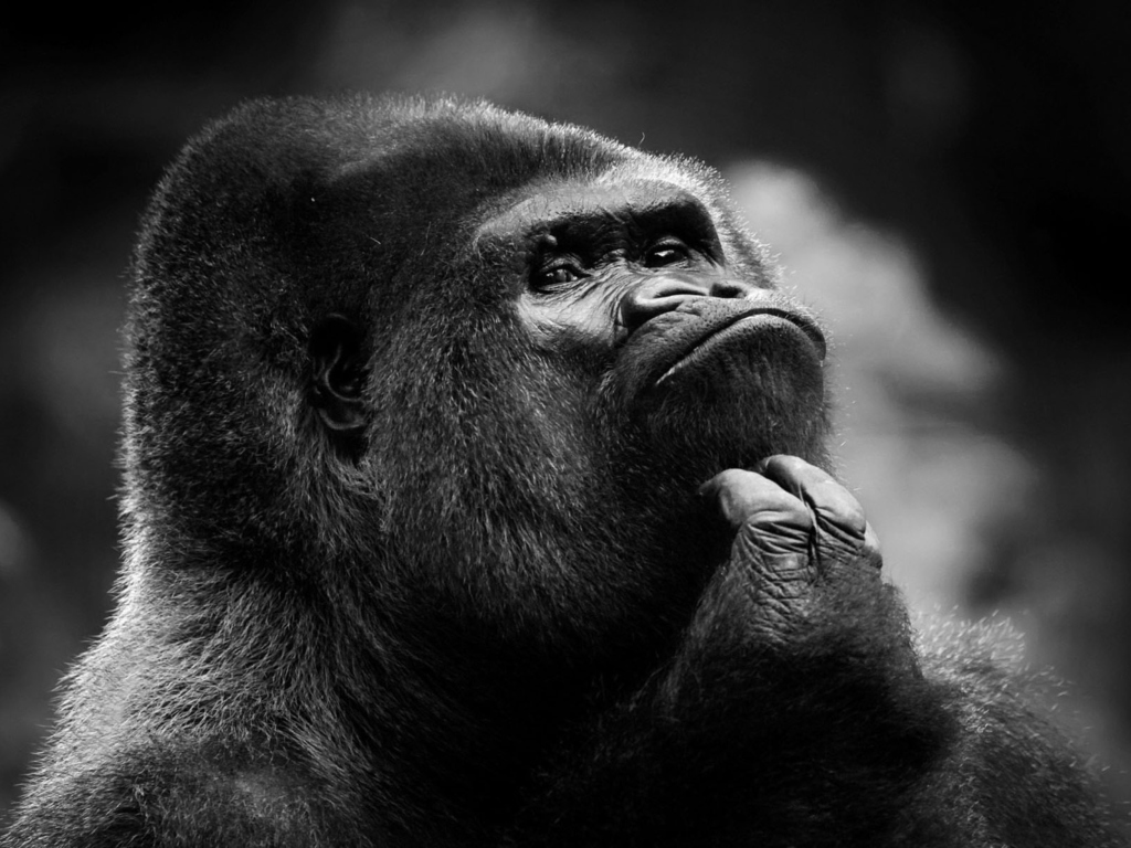 Das Thoughtful Gorilla Wallpaper 1024x768