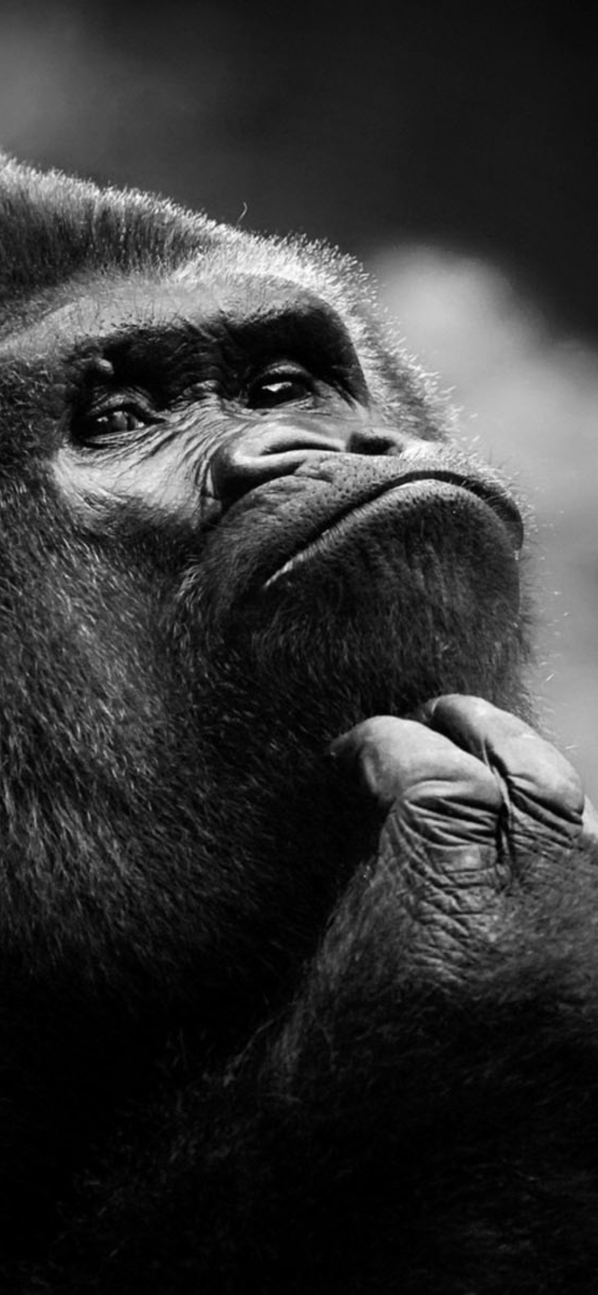 Fondo de pantalla Thoughtful Gorilla 1170x2532