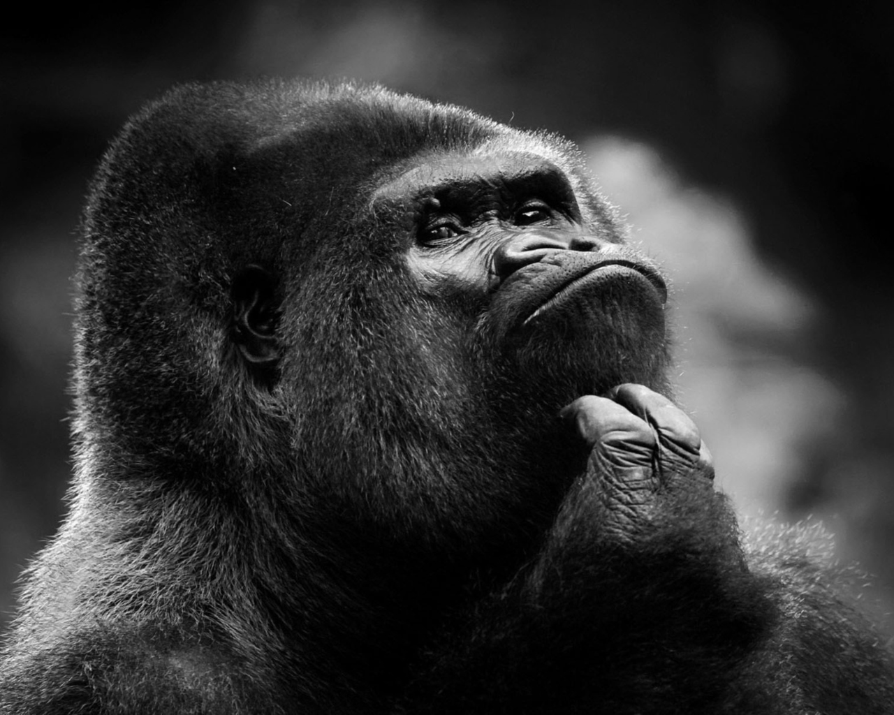 Fondo de pantalla Thoughtful Gorilla 1280x1024