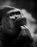 Sfondi Thoughtful Gorilla 128x160