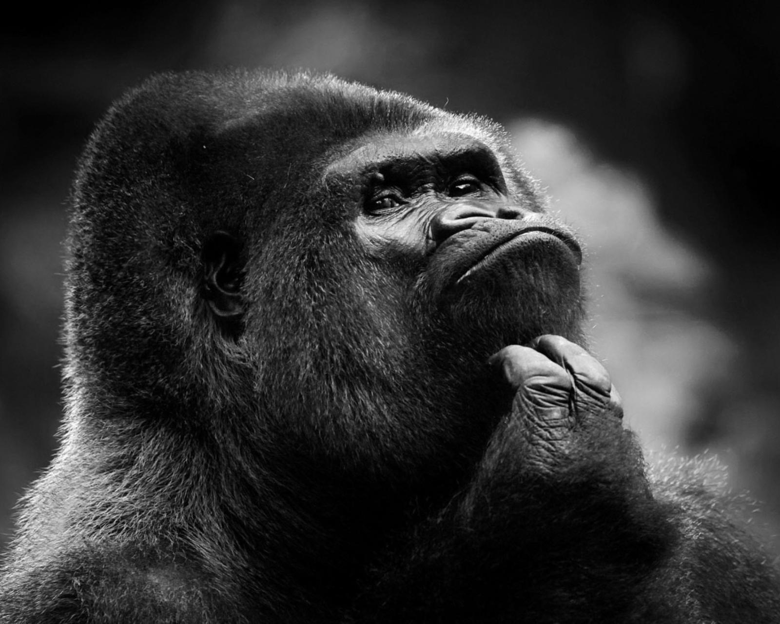 Screenshot №1 pro téma Thoughtful Gorilla 1600x1280