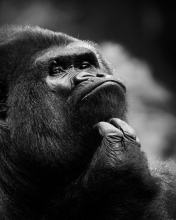 Fondo de pantalla Thoughtful Gorilla 176x220