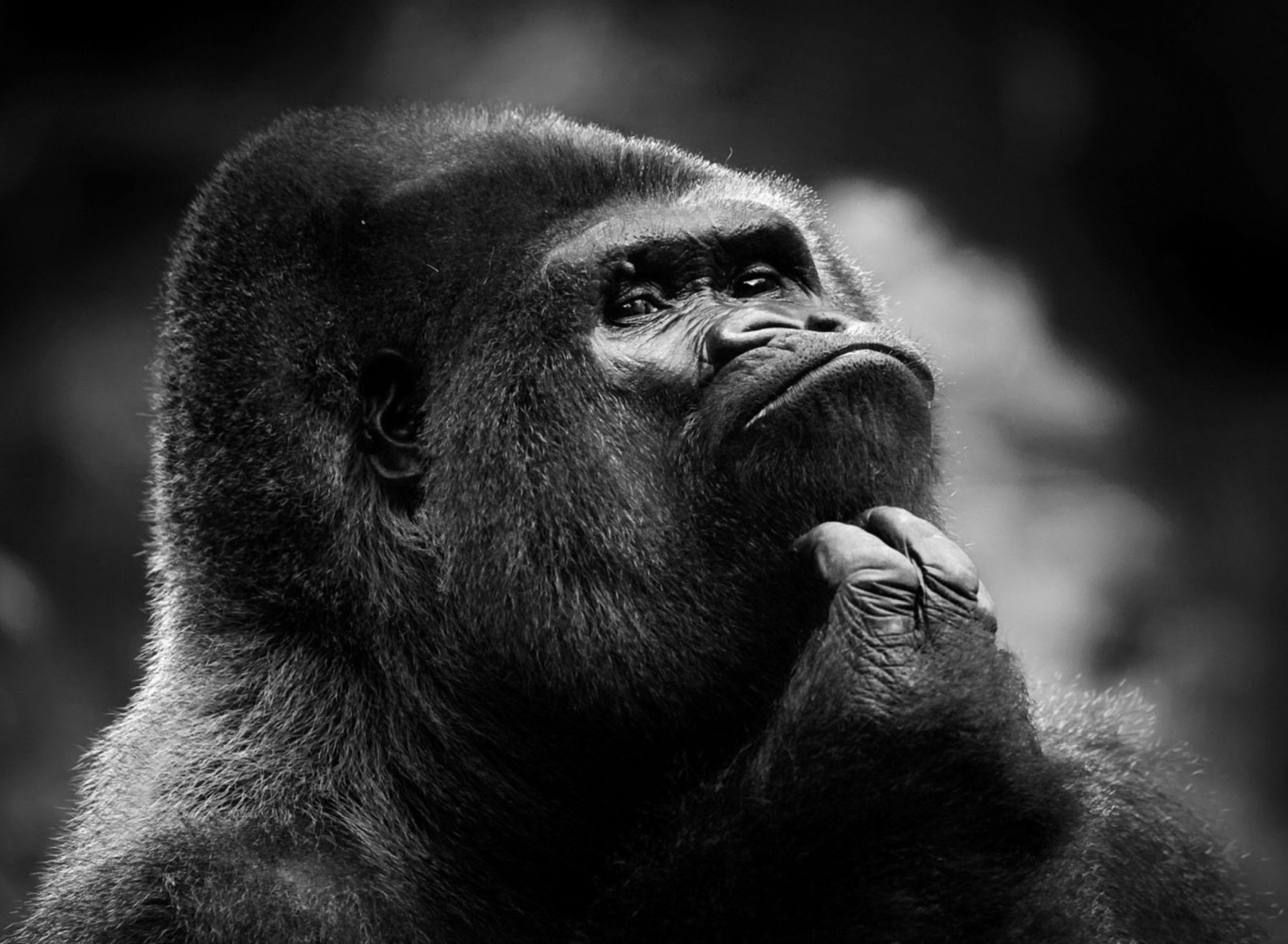 Thoughtful Gorilla wallpaper 1920x1408