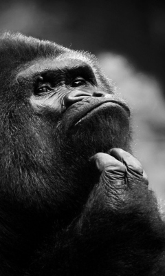 Fondo de pantalla Thoughtful Gorilla 240x400