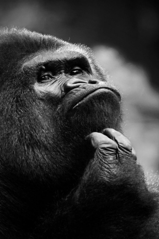 Fondo de pantalla Thoughtful Gorilla 320x480