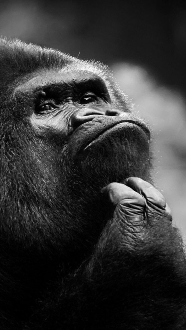 Fondo de pantalla Thoughtful Gorilla 640x1136