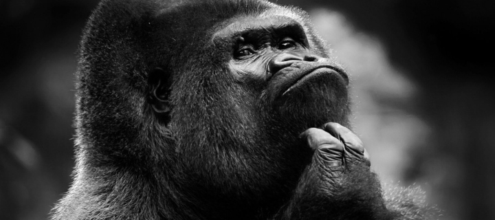 Fondo de pantalla Thoughtful Gorilla 720x320