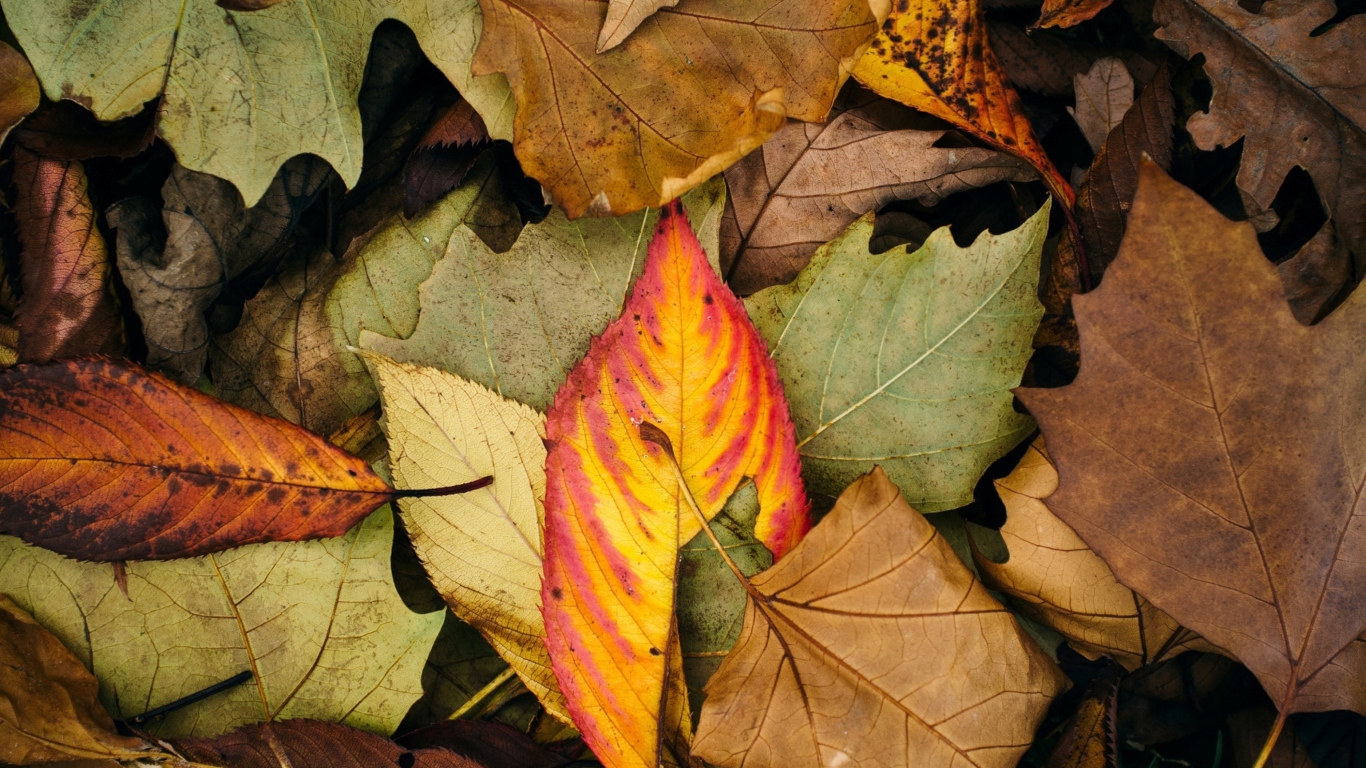 Fondo de pantalla Autumn Leaf Carpet 1366x768