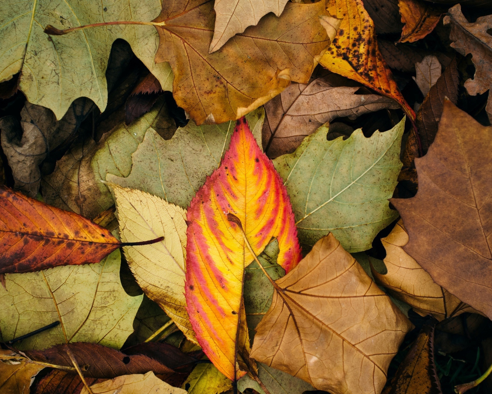 Обои Autumn Leaf Carpet 1600x1280