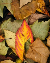 Das Autumn Leaf Carpet Wallpaper 176x220