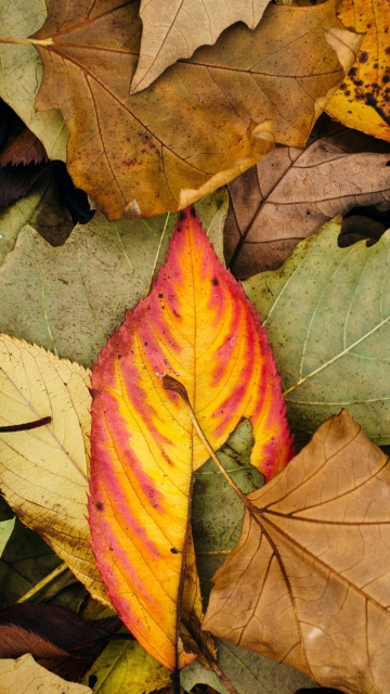 Das Autumn Leaf Carpet Wallpaper 360x640