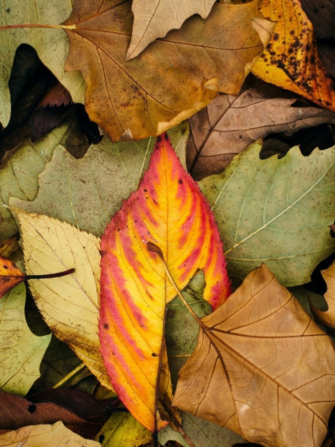 Das Autumn Leaf Carpet Wallpaper 480x640