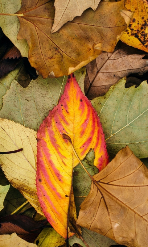 Das Autumn Leaf Carpet Wallpaper 480x800