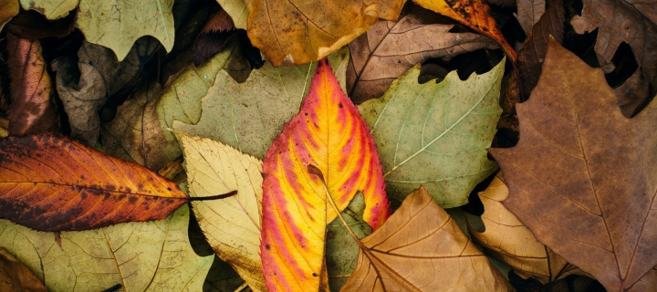 Autumn Leaf Carpet wallpaper 720x320