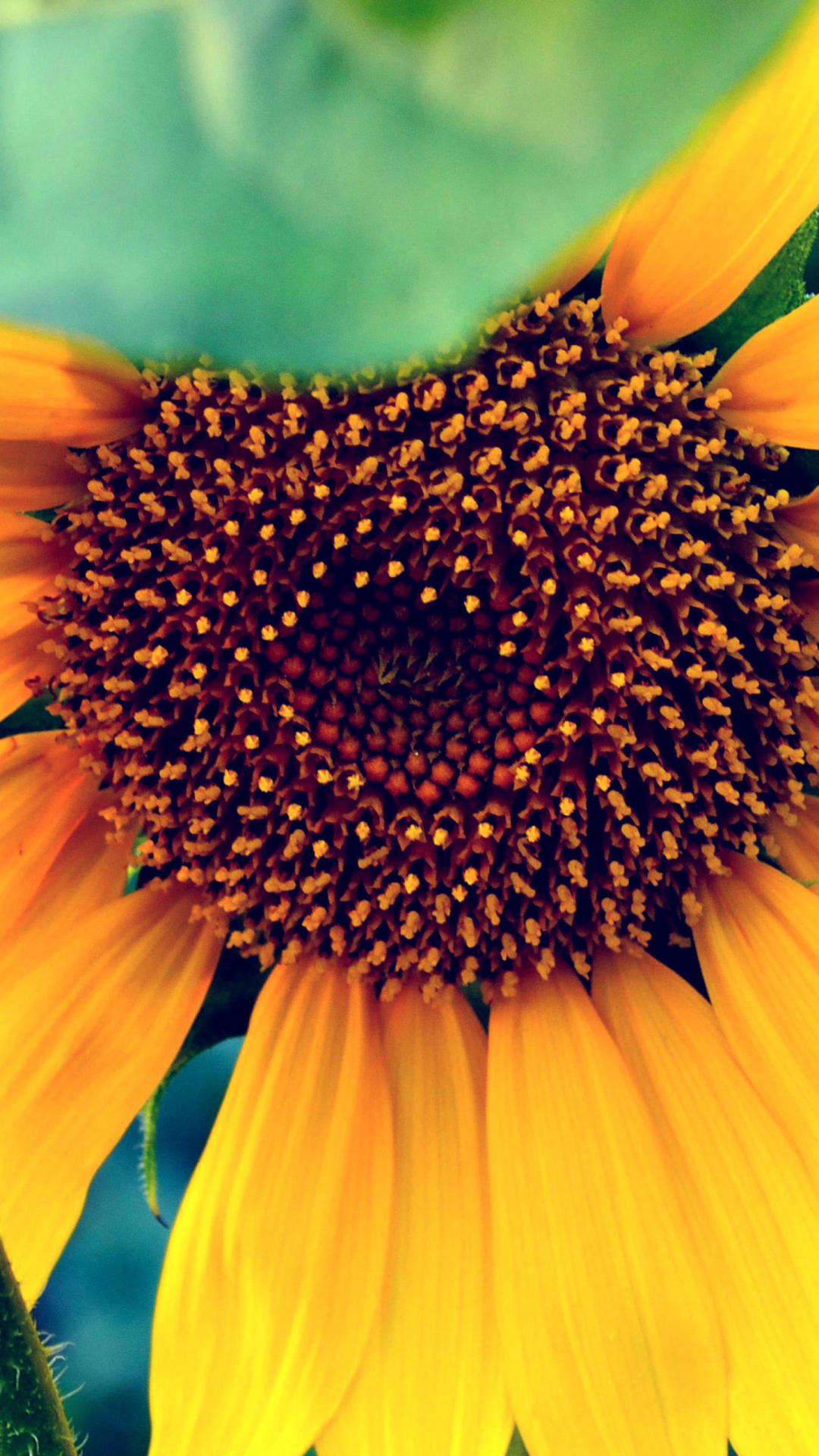 Sunflower wallpaper 1080x1920