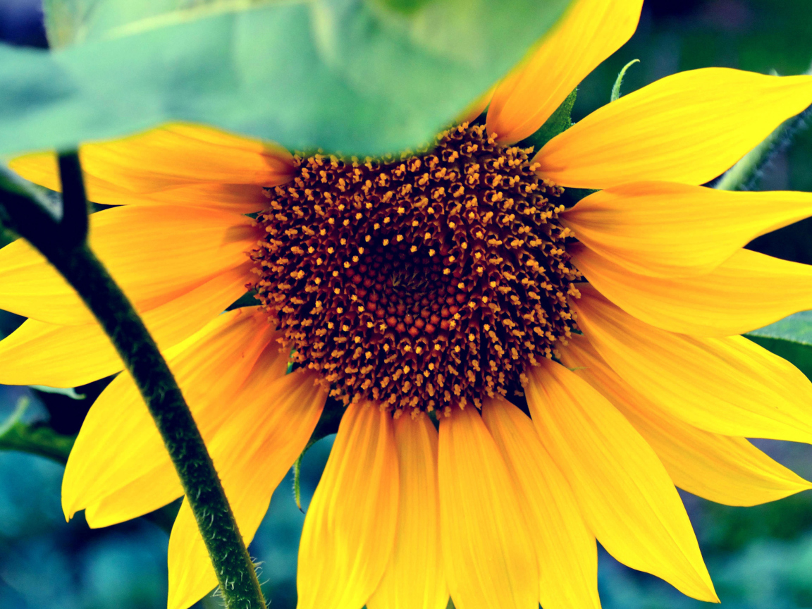 Обои Sunflower 1152x864