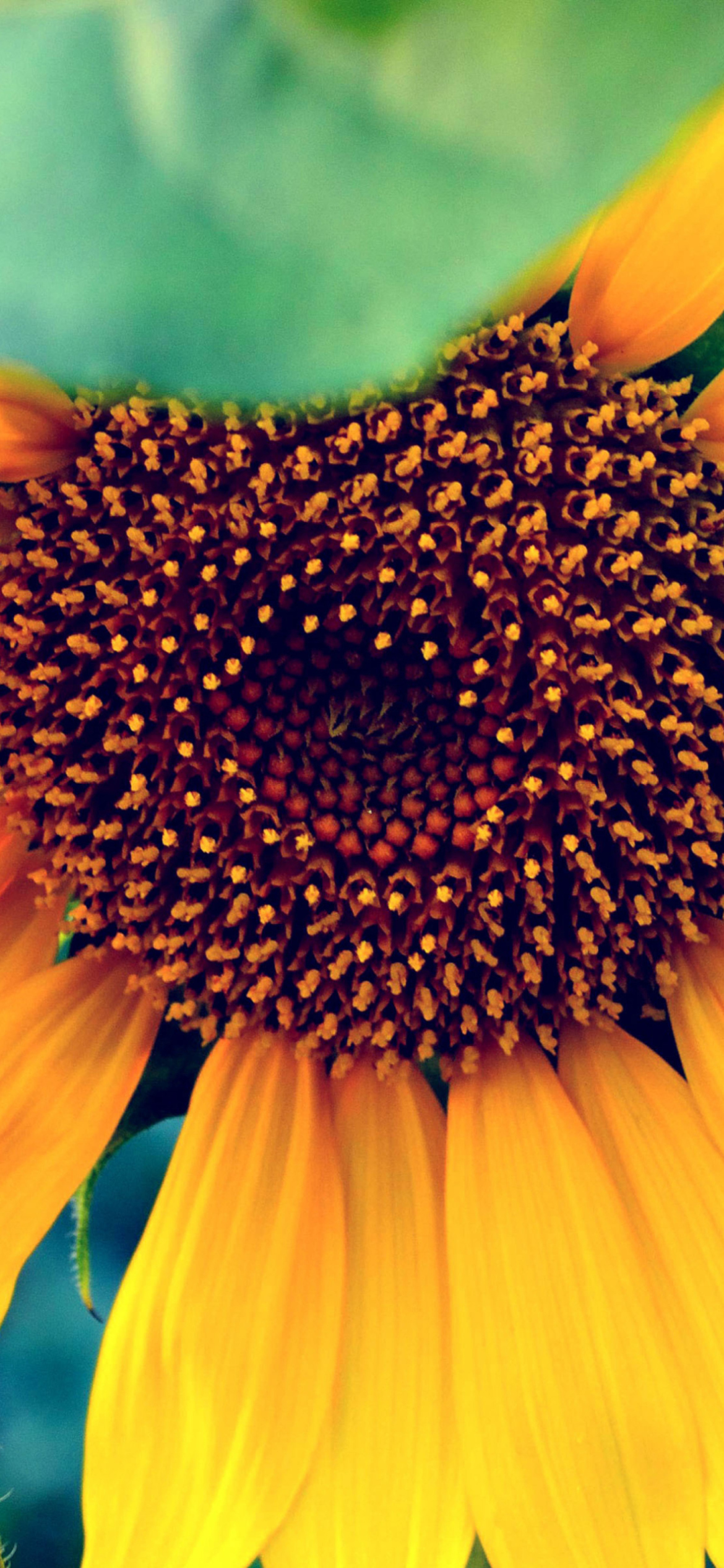 Fondo de pantalla Sunflower 1170x2532