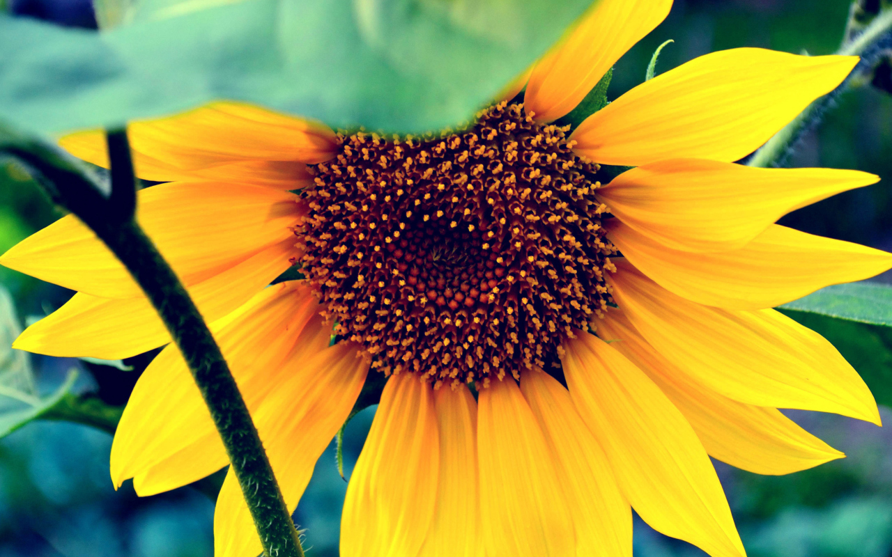 Das Sunflower Wallpaper 1280x800