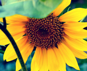 Fondo de pantalla Sunflower 176x144