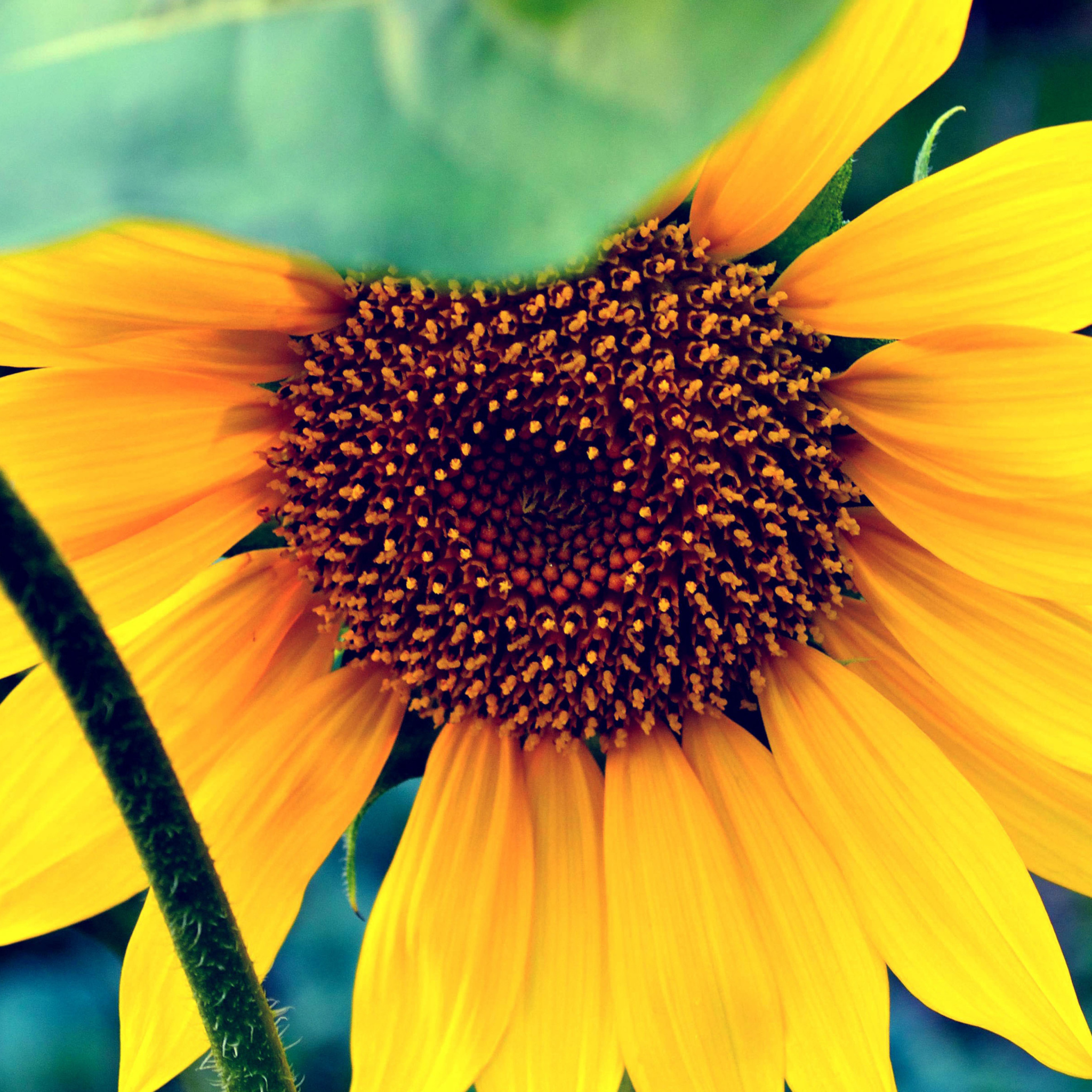 Sunflower screenshot #1 2048x2048
