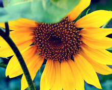 Fondo de pantalla Sunflower 220x176