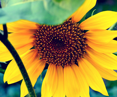 Sunflower screenshot #1 480x400