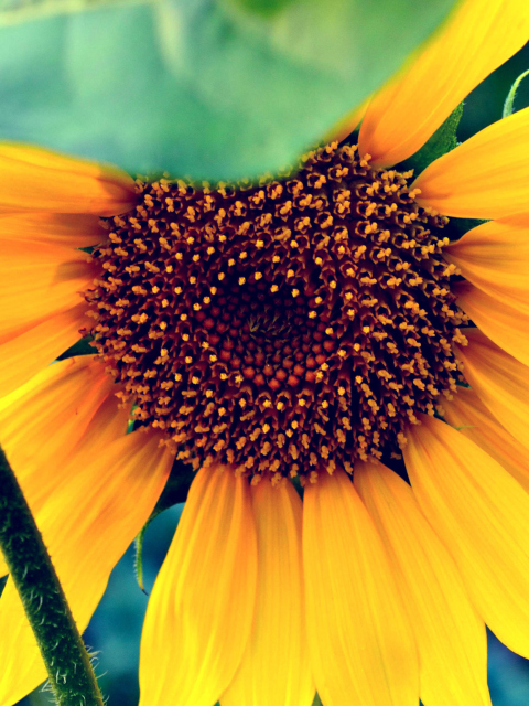 Sfondi Sunflower 480x640