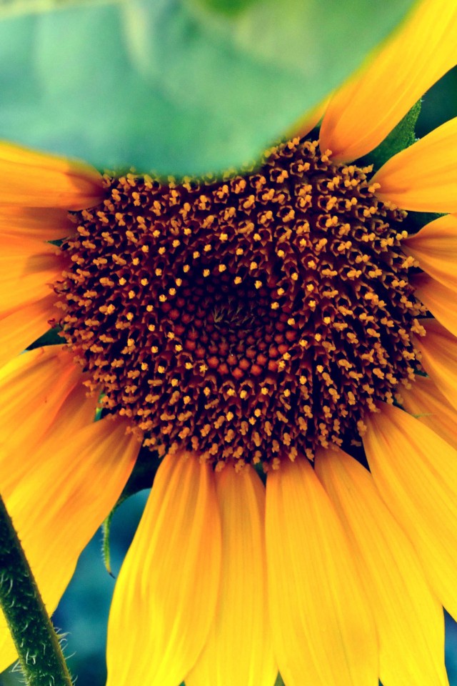 Das Sunflower Wallpaper 640x960