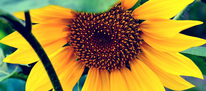 Sfondi Sunflower 720x320