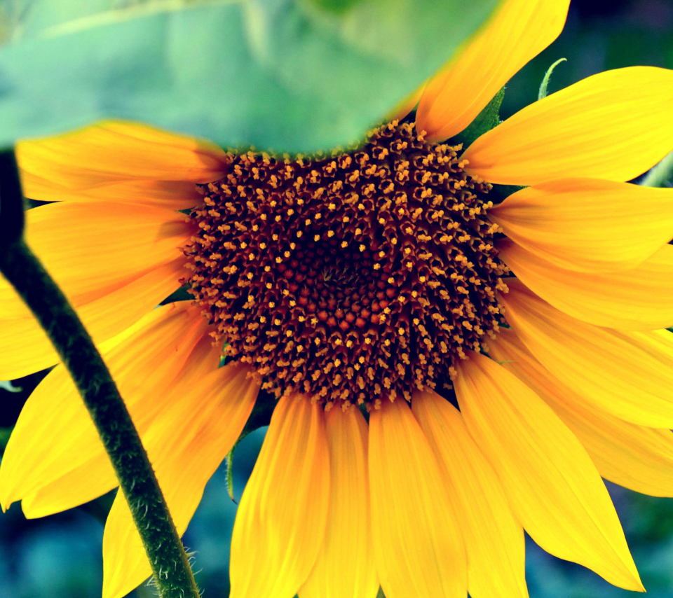 Das Sunflower Wallpaper 960x854