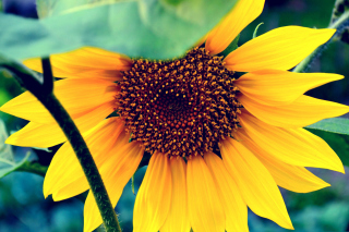 Free Sunflower Picture for Android, iPhone and iPad
