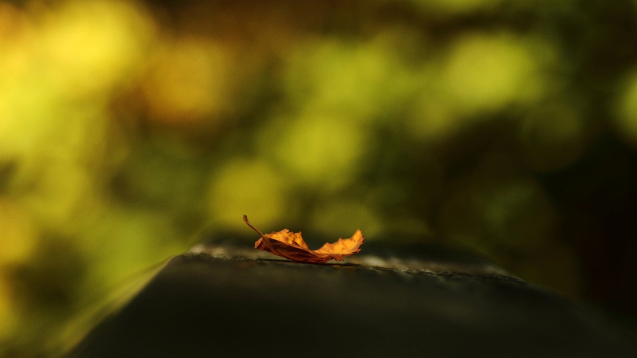 Sfondi Macro Orange Leaf 1280x720