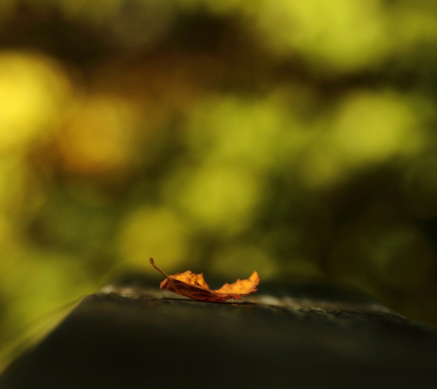 Macro Orange Leaf wallpaper 1440x1280