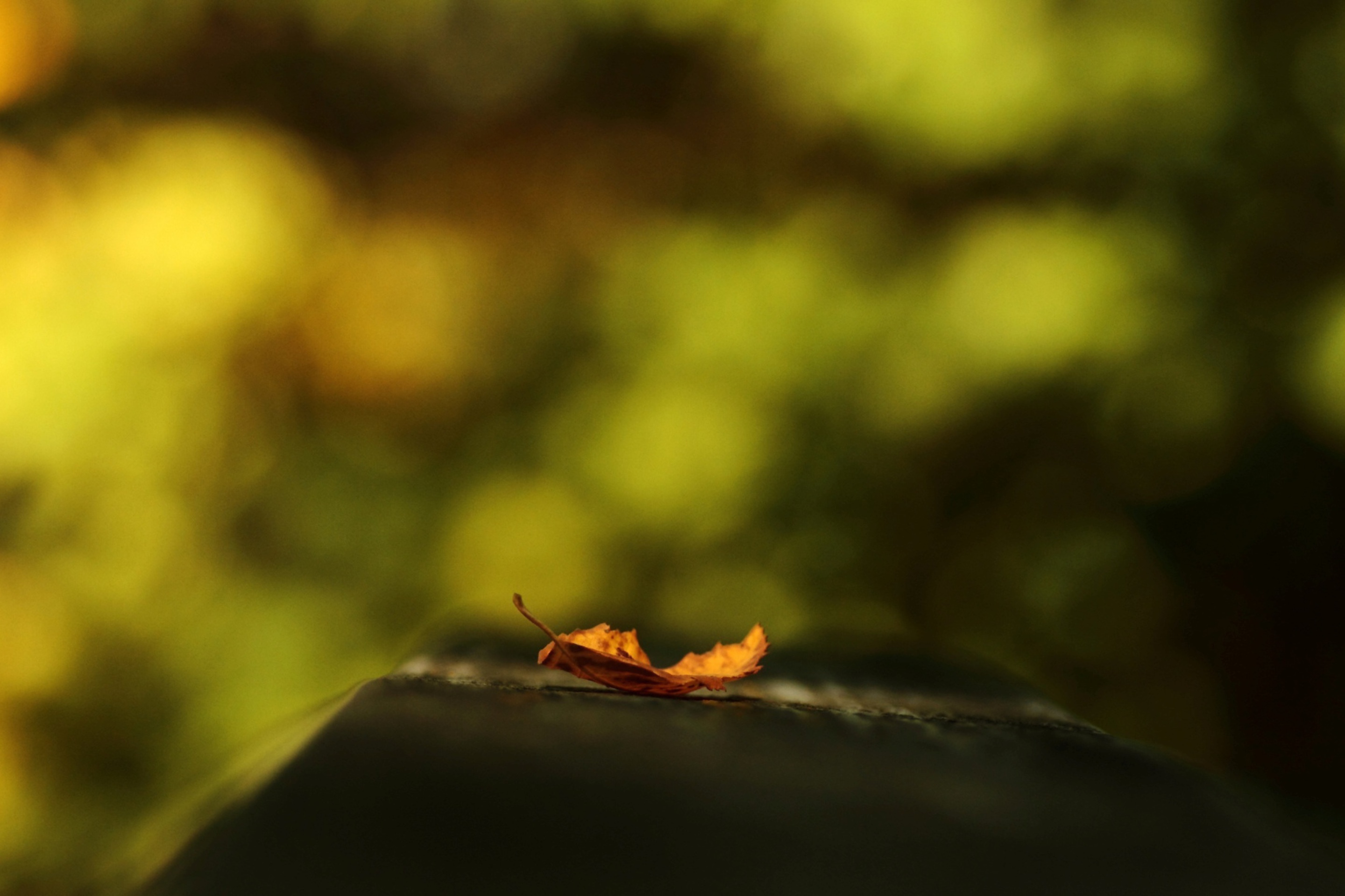 Macro Orange Leaf wallpaper 2880x1920