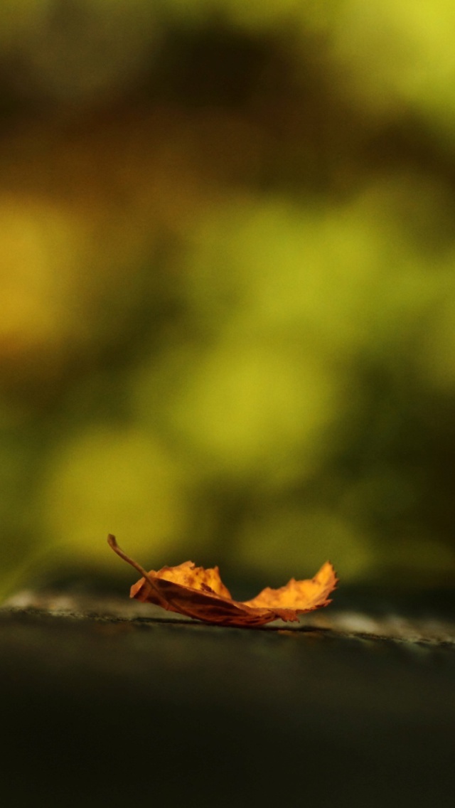 Macro Orange Leaf screenshot #1 640x1136