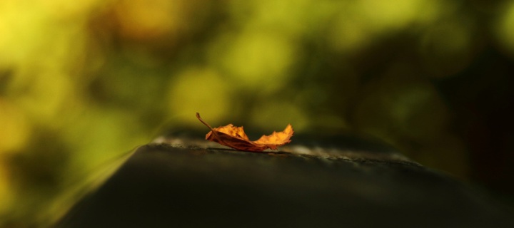 Das Macro Orange Leaf Wallpaper 720x320