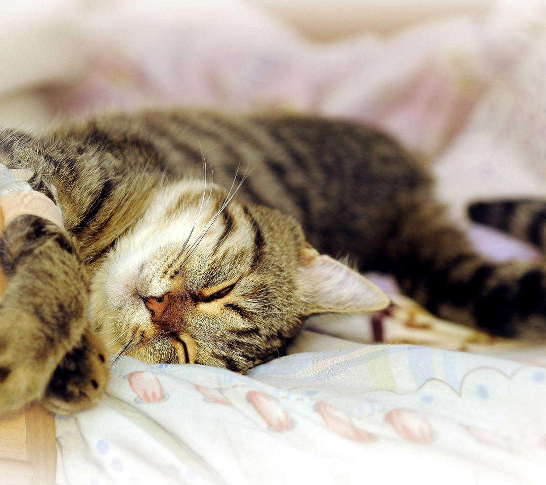 Das Cat Hibernation Wallpaper 1080x960